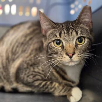 PJ -  Domestic Short Hair Cat for Adoption in Sarasota, Florida - PJ | PetCurious
