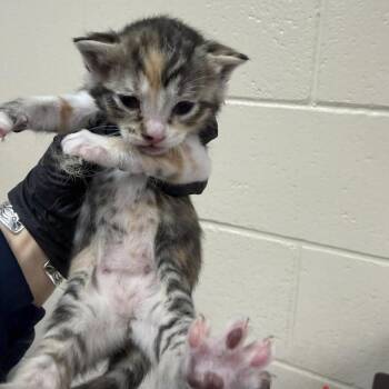 Hydrangea -  Domestic Short Hair Cat for Adoption in Reno, Nevada - Hydrangea | PetCurious