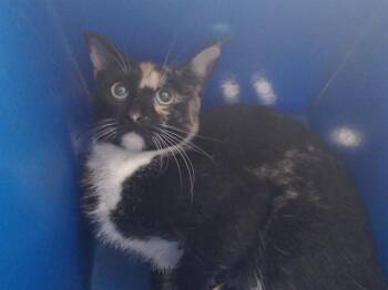 Domestic Short Hair Cats Available for Adoption - PJ | PetCurious