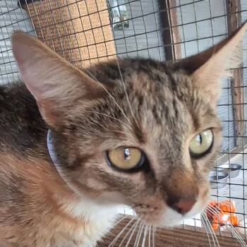 Beetle -  Domestic Short Hair Cat for Adoption in Birmingham, Alabama - Beetle | PetCurious
