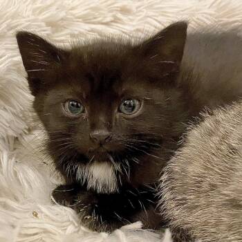 Nike -  Domestic Short Hair Cat for Adoption in Chicago, Illinois - Nike | PetCurious
