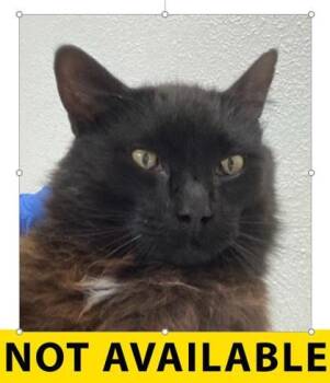 Jasper -  Domestic Long Hair and Domestic Short Hair Cat for Adoption in Eugene, Oregon - Jasper | PetCurious