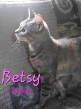 Rescue American Shorthair Cats for Adoption in Eagle Bridge, New York - BETSY | PetCurious