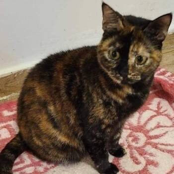 Tortoiseshell Cats Available for Adoption - Marsha | PetCurious