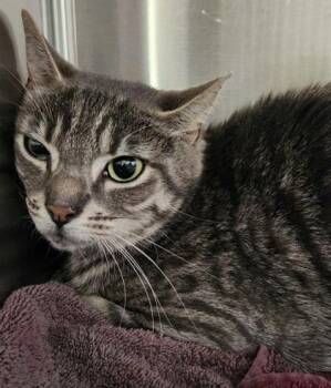 Domestic Short Hair Cats Available for Adoption in Fairfax, Virginia - Keisha | PetCurious