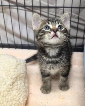 Franklin Thunderpaw -  Domestic Short Hair Cat for Adoption in Novato, California - Franklin Thunderpaw | PetCurious