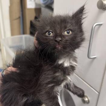 Shrub -  Domestic Short Hair Cat for Adoption in Columbus, North Carolina - Shrub | PetCurious