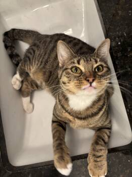 Rescue Tabby Cats for Adoption in Fort Worth, Texas - Feline Dion | PetCurious
