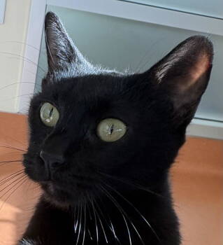 Rescue Domestic Short Hair Cats for Adoption in Burlingame, California - Foxy | PetCurious