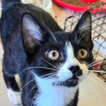 Lucky -  Domestic Short Hair Cat for Adoption in Evans, Georgia - Lucky | PetCurious