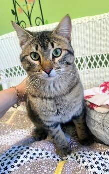 Domestic Short Hair Cats Available for Adoption in Kirkland, Washington - Mr. Poundcake | PetCurious