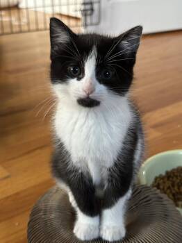 Domestic Short Hair Cats Available for Adoption in Naugatuck, Connecticut - Ambrosia | PetCurious