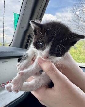 Magpie -  Domestic Short Hair Cat Available for Adoption in Evansville, Indiana - Magpie | PetCurious