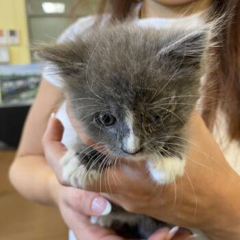 Sutton -  Domestic Short Hair Cat for Adoption in Lynchburg, Virginia - Sutton | PetCurious