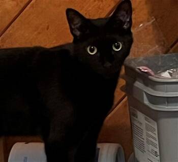 MAU -  Domestic Short Hair Cat for Adoption in Colorado Springs, Colorado - MAU | PetCurious