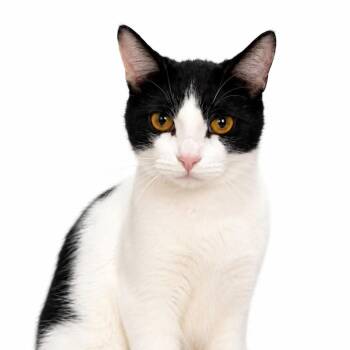 Riot -  Domestic Short Hair Cat for Adoption in Fairfax Station, Virginia - Riot | PetCurious