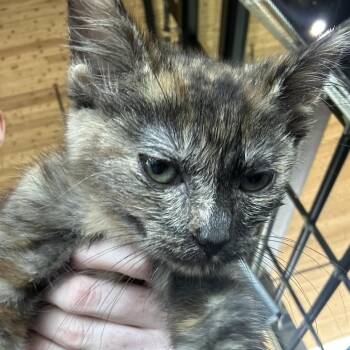 Arial -  Domestic Short Hair Cat for Adoption in Leander, Texas - Arial | PetCurious