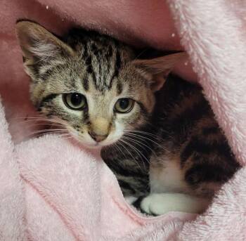 Wimble -  Domestic Short Hair Cat for Adoption in Vancouver, Washington - Wimble | PetCurious