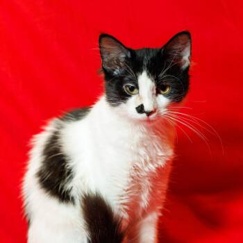 Matilda -  Domestic Medium Hair Cat for Adoption in St. Cloud, Florida - Matilda | PetCurious