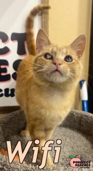 Domestic Short Hair Cats Available for Adoption in Douglasville, Georgia - Wifi | PetCurious