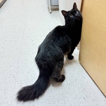 Shaggy (AKA Onyx) -  Domestic Long Hair Cat for Adoption in Richmond, Virginia - Shaggy (AKA Onyx) | PetCurious