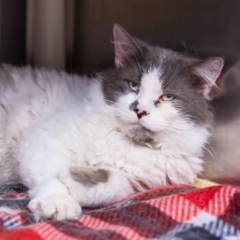 Domestic Medium Hair Cats Available for Adoption in Mentor, Ohio - Plank | PetCurious