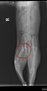 Tuxedo and Domestic Short Hair Cats Available for Adoption - Morticia And Wednesday Addams | PetCurious