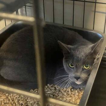 Rescue Domestic Short Hair Cats for Adoption in Huntington, West Virginia - Malcolm | PetCurious