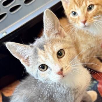 Nina -  Domestic Short Hair Cat for Adoption in Richmond, Virginia - Nina | PetCurious
