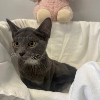 Lagoon -  Domestic Short Hair Cat for Adoption in Houston, Texas - Lagoon | PetCurious