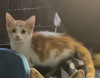 Rye -  Domestic Short Hair Cat for Adoption in Hoffman Estates, Illinois - Rye | PetCurious