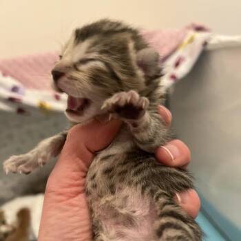 Domestic Short Hair Cats Available for Adoption in Chicago, Illinois - Bartoli | PetCurious