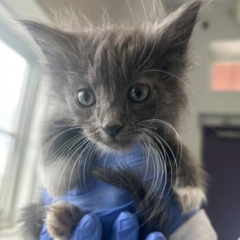 Sinclair -  Domestic Long Hair Cat for Adoption in Park City, Utah - Sinclair | PetCurious