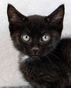 Wombat -  Domestic Short Hair Cat for Adoption in Kennesaw, Georgia - Wombat | PetCurious