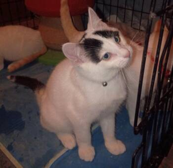 Skittie -  Domestic Short Hair Cat for Adoption in St. Cloud, Minnesota - Skittie | PetCurious