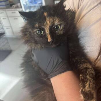 Rescue Domestic Short Hair Cats for Adoption in Huntington, West Virginia - Patches (bonded To Princess) | PetCurious