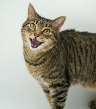 Rescue Domestic Short Hair Cats for Adoption in Bowling Green, Kentucky - Bella - NO Small Children | PetCurious