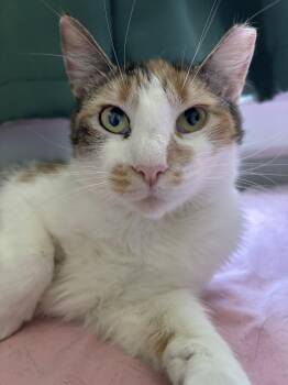 Rescue Domestic Short Hair Cats for Adoption in Philadelphia, Pennsylvania - Strawberry Callowhill | PetCurious