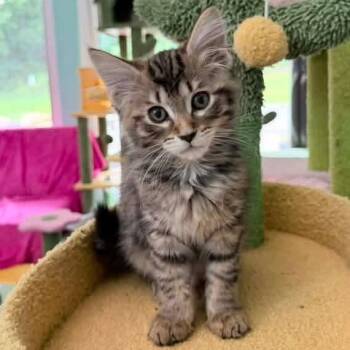 Robin -  Domestic Long Hair and Tabby Cat for Adoption in Grand Rapids, Michigan - Robin | PetCurious
