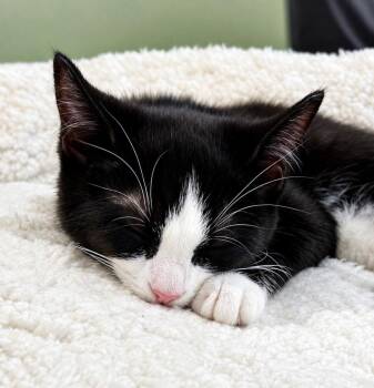 Scooter -  Domestic Short Hair Cat for Adoption in Broomall, Pennsylvania - Scooter | PetCurious