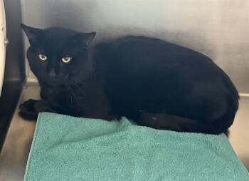 Domestic Short Hair Cats Available for Adoption in Boston, Massachusetts - BALATRO | PetCurious