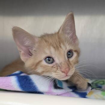 Woodstock -  Domestic Short Hair Cat for Adoption in Fort Wayne, Indiana - Woodstock | PetCurious