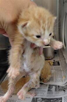 A661667 -  Domestic Short Hair Cat for Adoption in Houston, Texas - A661667 | PetCurious