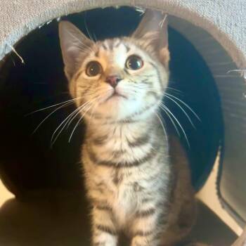 Cisco -  Domestic Short Hair Cat Available for Adoption in Richmond, Virginia - Cisco | PetCurious