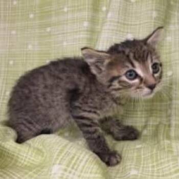 Domestic Short Hair Cats Available for Adoption in Williston, Florida - Anabaena | PetCurious
