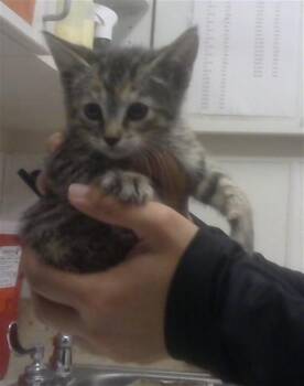 Domestic Short Hair Cats Available for Adoption in Albuquerque, New Mexico - GWENDOLYN | PetCurious