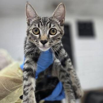 Jungle -  Domestic Short Hair Cat for Adoption in Incline Village, Nevada - Jungle | PetCurious