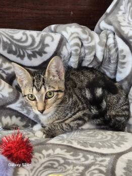 Kelly 2026 -  Domestic Short Hair and Tabby Cat for Adoption in Pompano Beach, Florida - Kelly 2026 | PetCurious