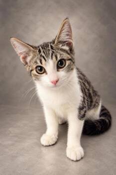 Louie -  Domestic Short Hair Cat for Adoption in Fresno, California - Louie | PetCurious