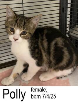 Rescue Domestic Short Hair Cats for Adoption in Ocean Isle Beach, North Carolina - Polly | PetCurious